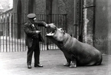 A keeper, Ernie Bowman, and Bobbie the hippopotamus at London Zoo, 1923